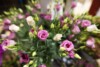 gardenia-citycenter-roze (4)