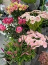 gardenia-citycenter-roze (8)
