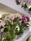 gardenia-citycenter-roze (9)